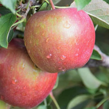 Load image into Gallery viewer, Apple - Red Delicious
