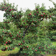 Load image into Gallery viewer, Apple - Red Delicious
