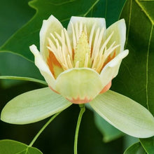 Load image into Gallery viewer, yellow flower
