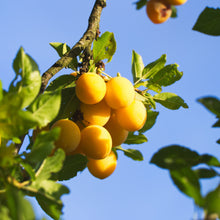 Load image into Gallery viewer, Plum - Yellow Egg
