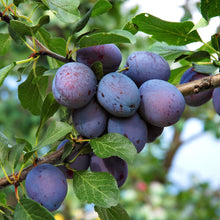 Load image into Gallery viewer, Plum - French
